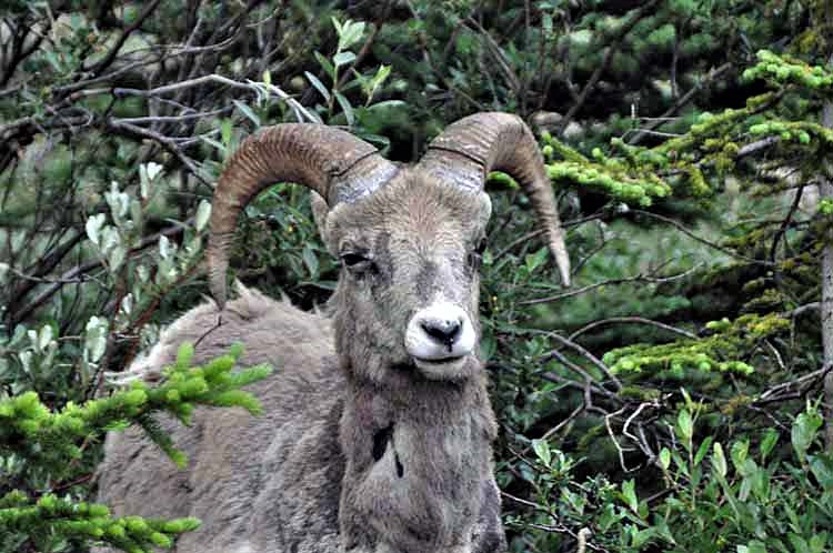 Big Horn Sheep